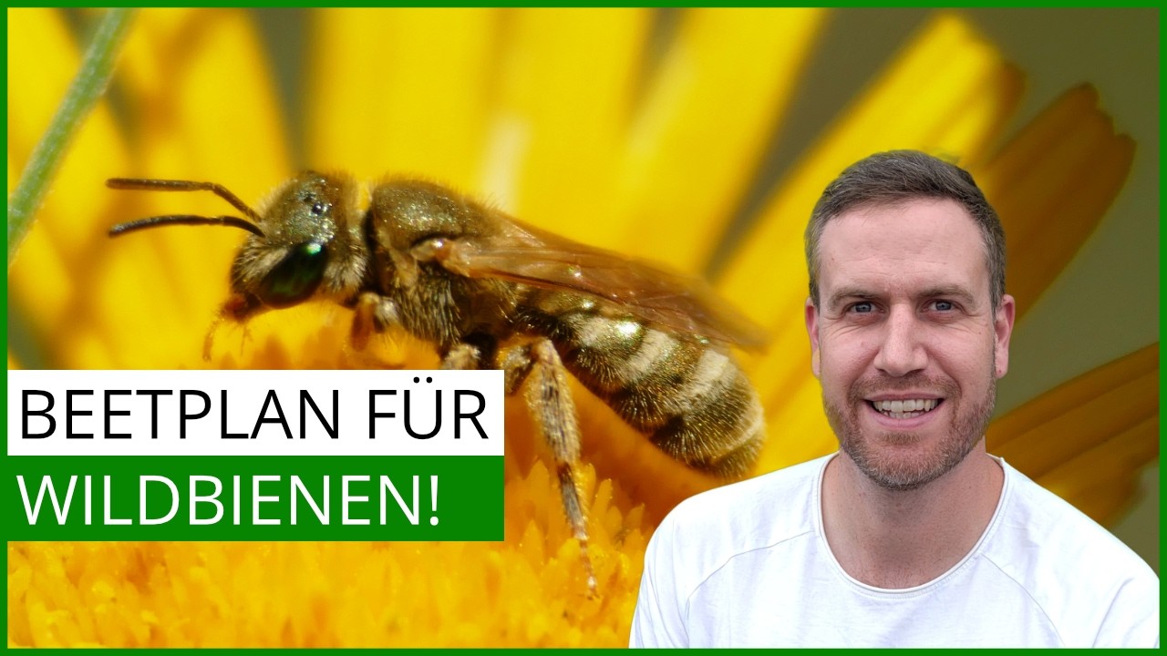 So gestaltest du ein 6m² Beet für Wildbienen: Pflanzplan & Tipps!