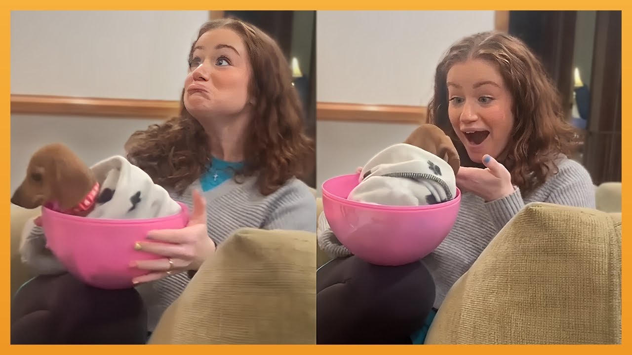 NEW PUPPY SURPRISE COMPILATION 2026 | WHOLESOME SURPRISE MOMENTS