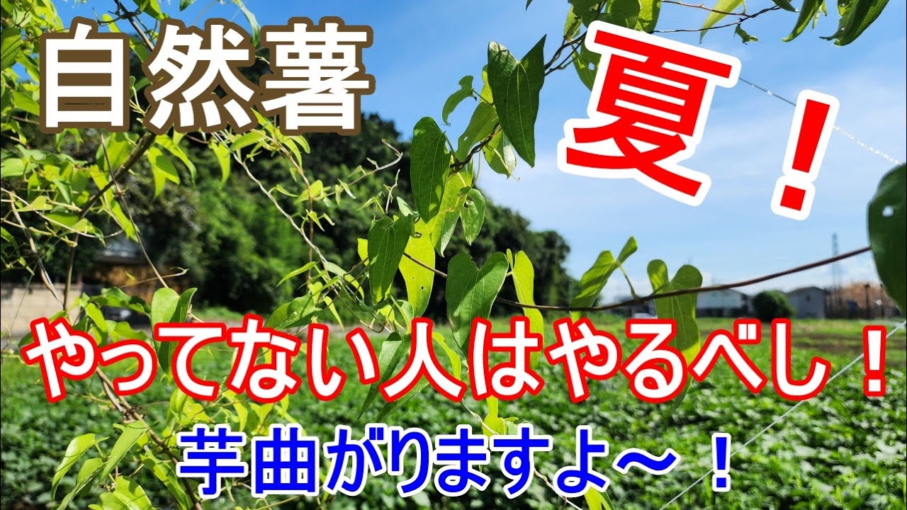 見えない作物だからこそ是非やって下さい！【自然薯】これは必須作業と言っていいと思います！
