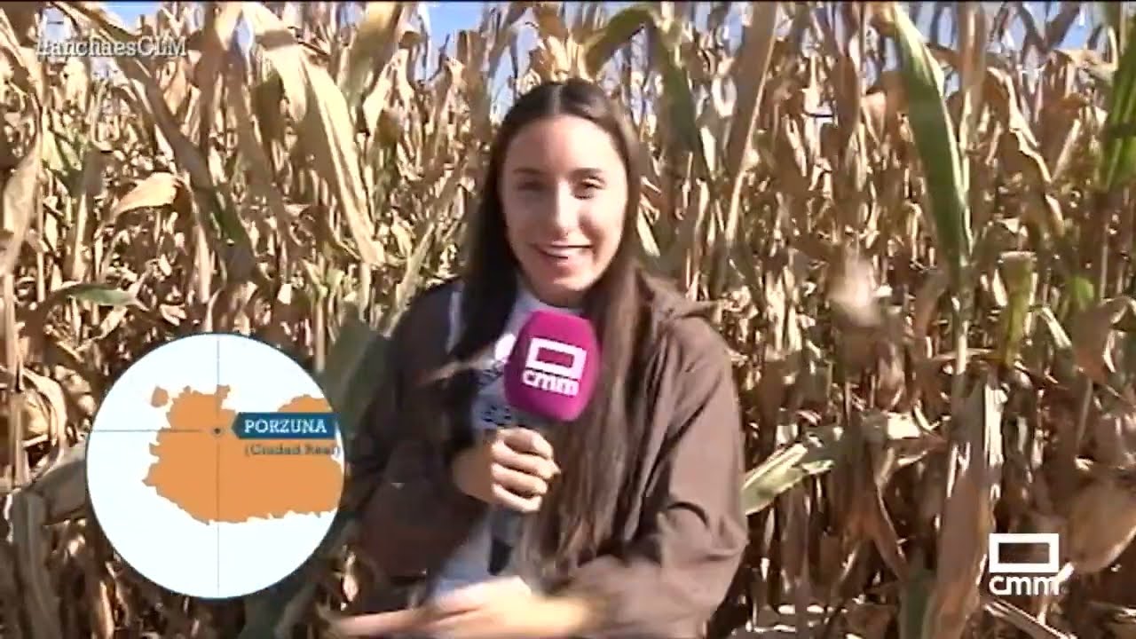 En Porzuna recogen hasta 200.000 kilos de maíz al día | Ancha es Castilla-La Mancha