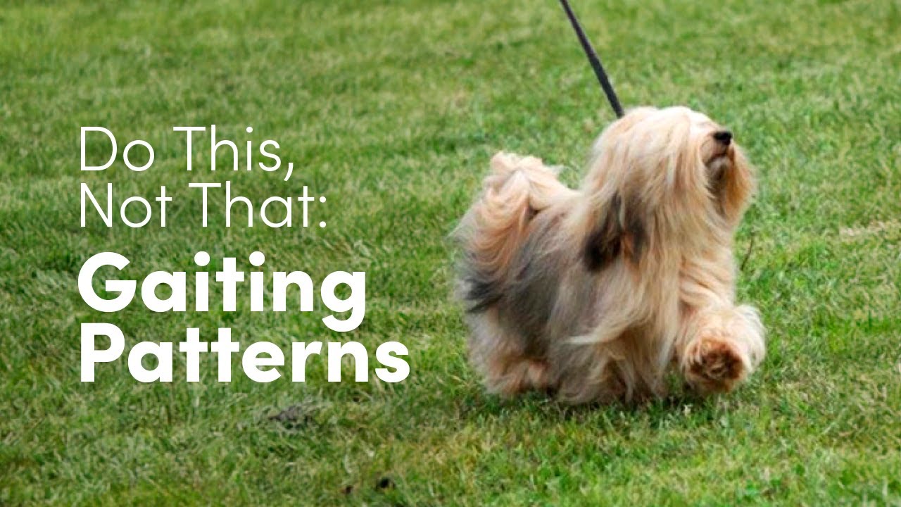 Common Mistakes When Gaiting Your Dog