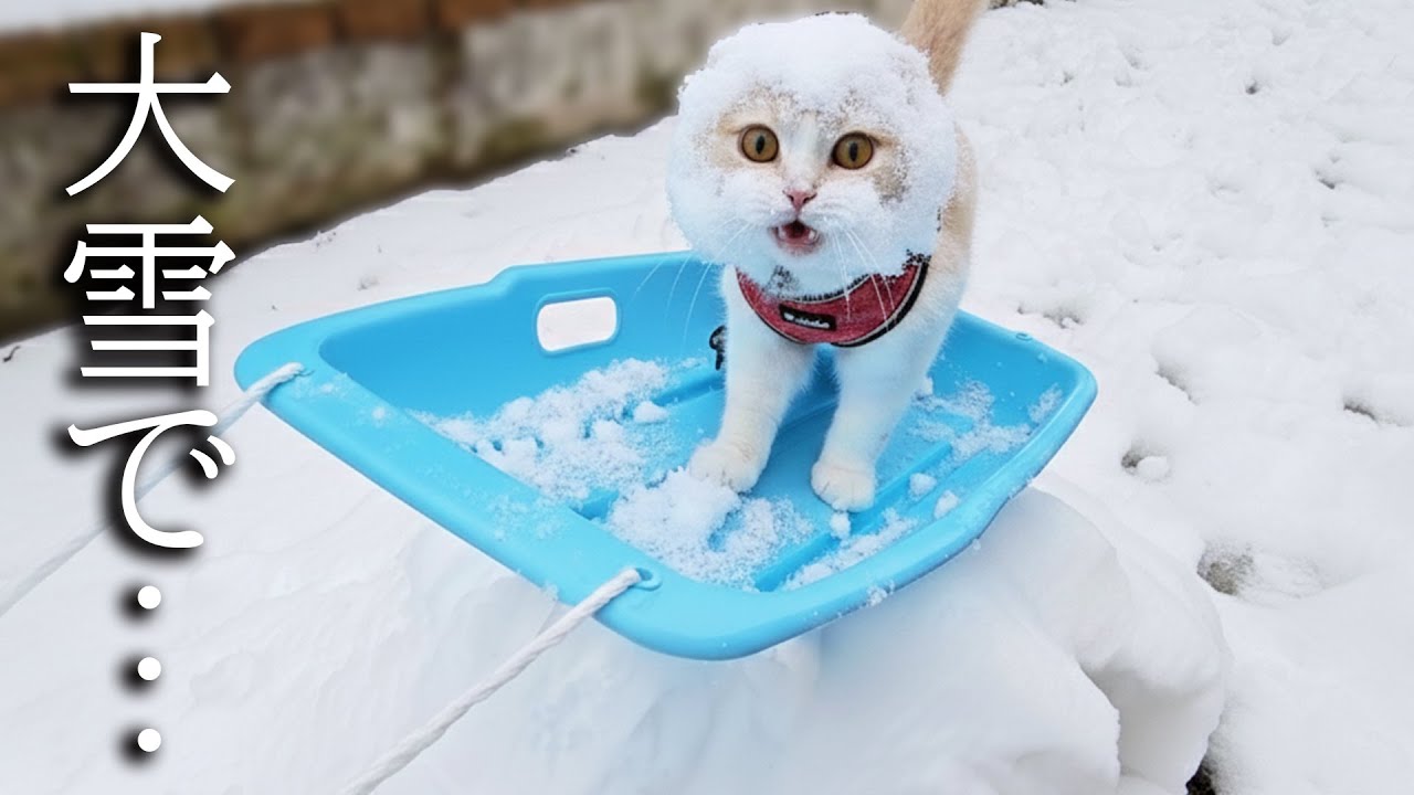 大雪で猫がソリに乗るとこうなります...