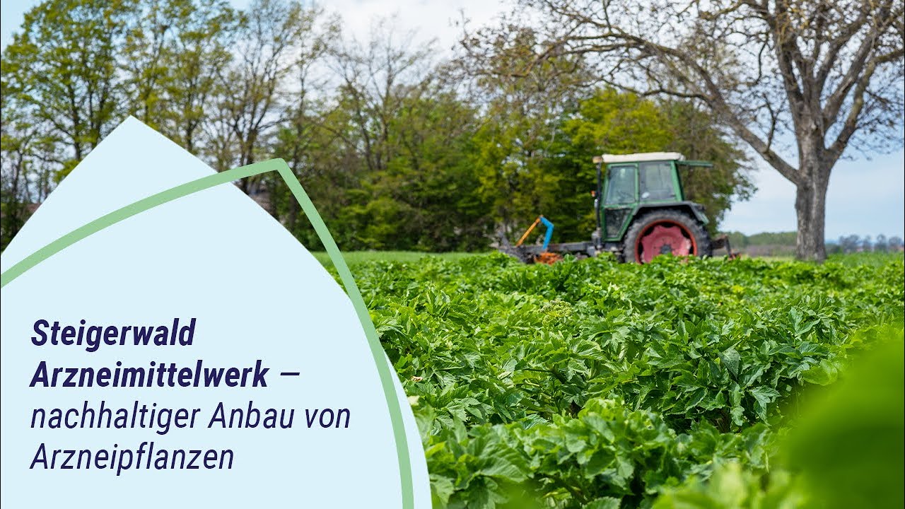 Steigerwald Arzneimittelwerk – nachhaltiger Anbau von Arzneipflanzen