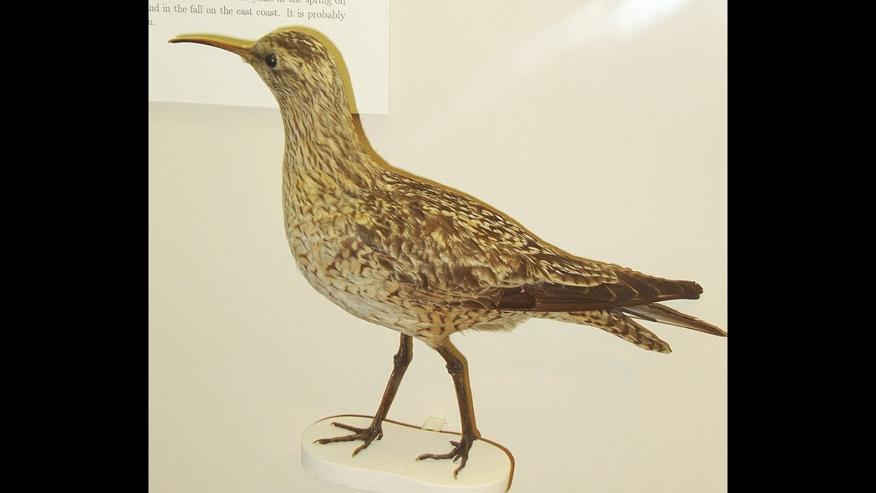 Eskimo Curlew Song