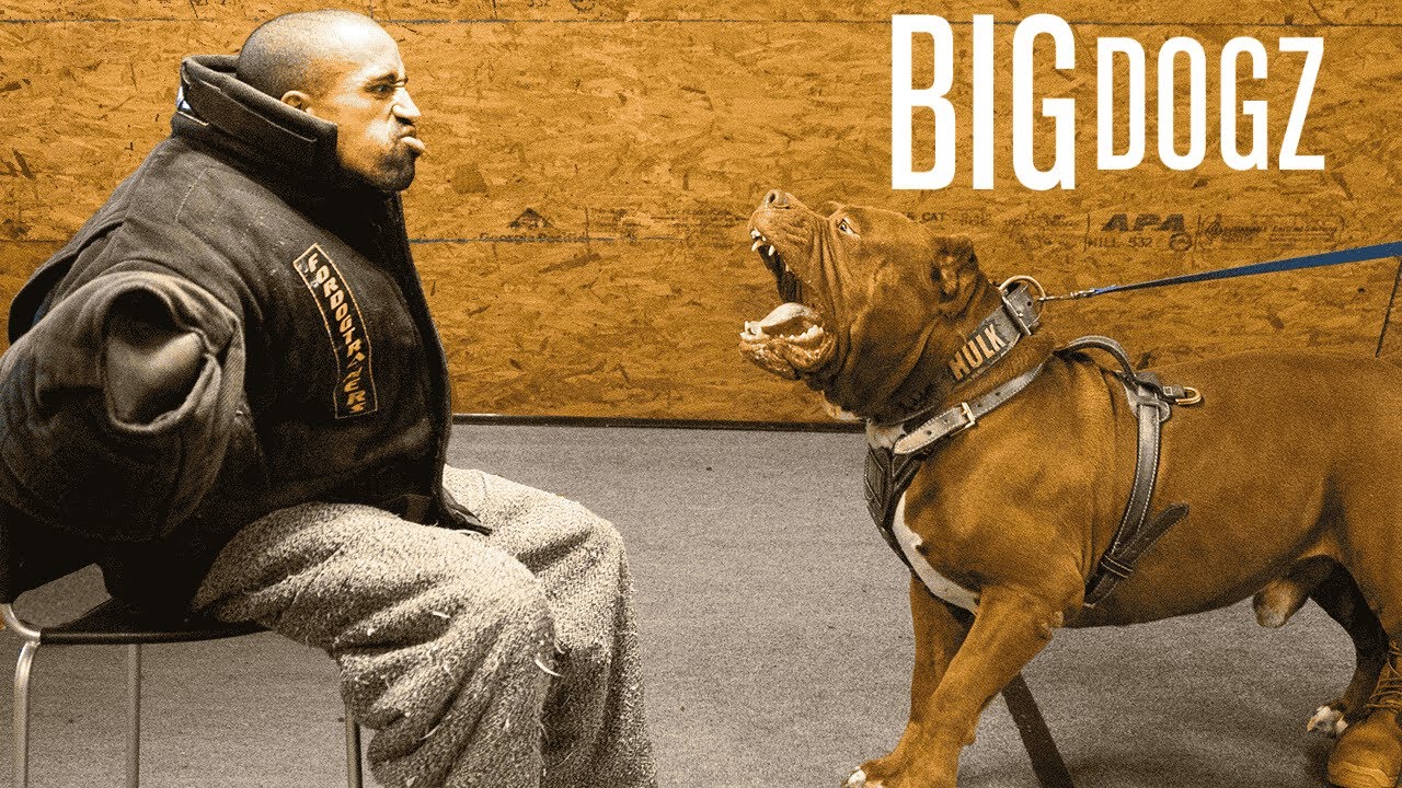 Taking On 'Hulk' - The World's Biggest Pitbull