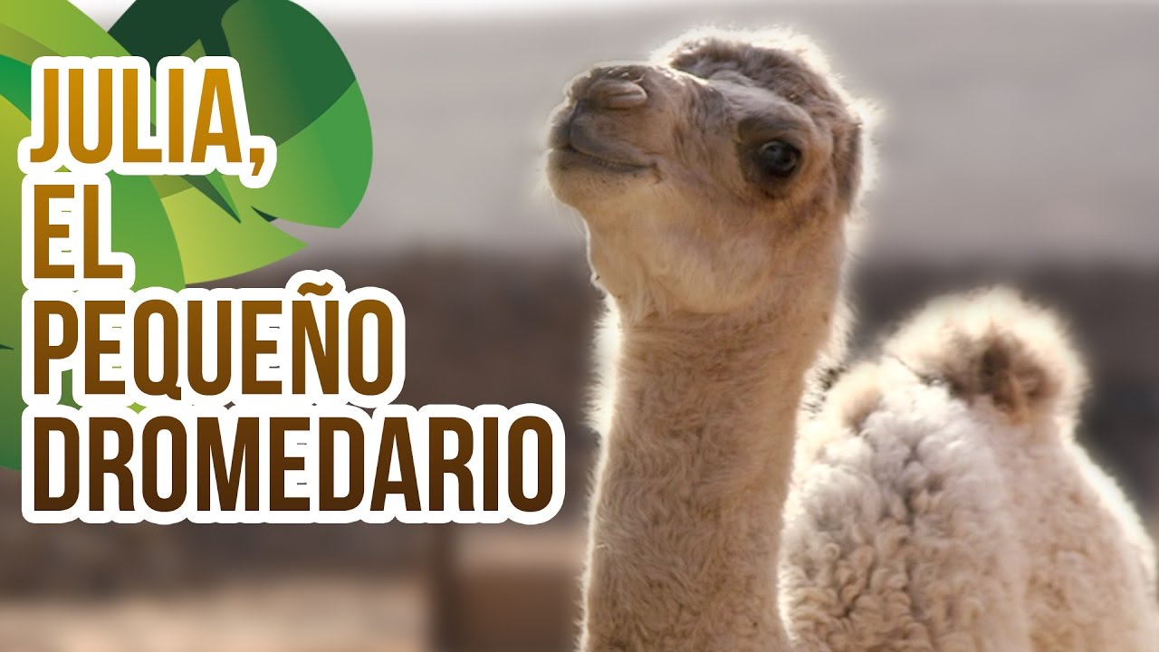 Conoce a Julia y otros pequeños dromedarios de Oasis Park