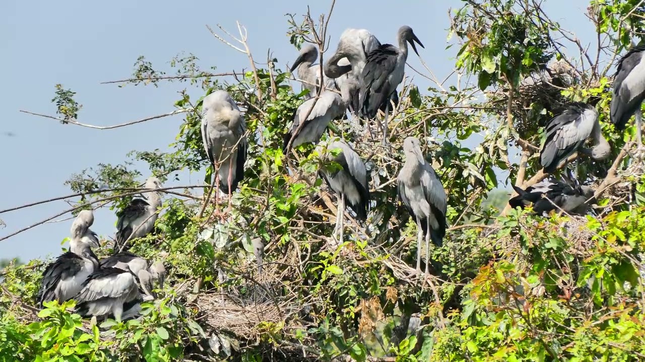 Flight Above Earth The Hidden World of Birds Revealed EP81