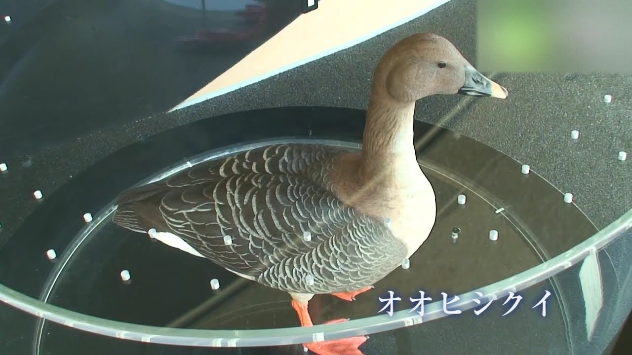 水の公園「福島潟」 - 地域情報動画サイト　街ログ