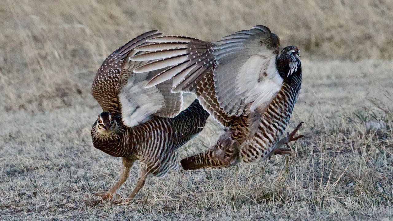 Greater Prairie Chicken Lek