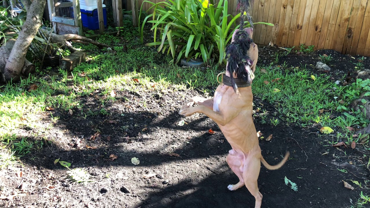 ‼️SPRING POLE TIPS TO IMPROVE PERFORMANCE