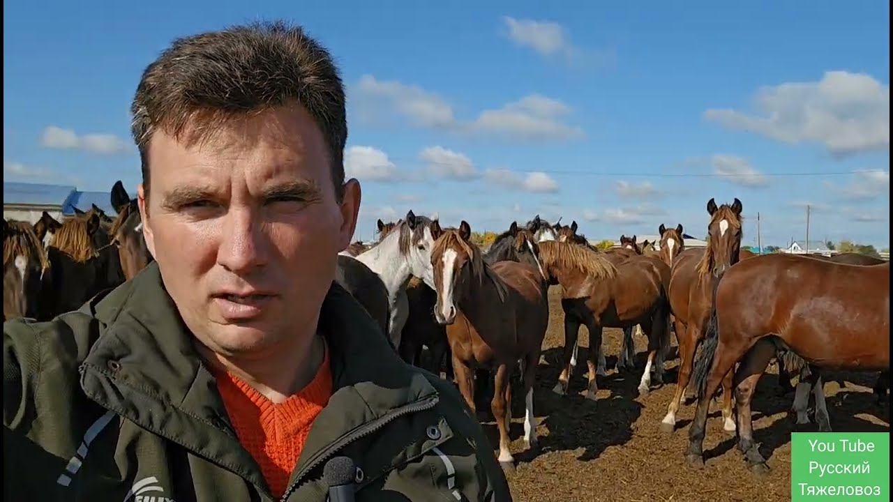 Жеребцы породы Русский тяжеловоз. В гостях на коне ферме.