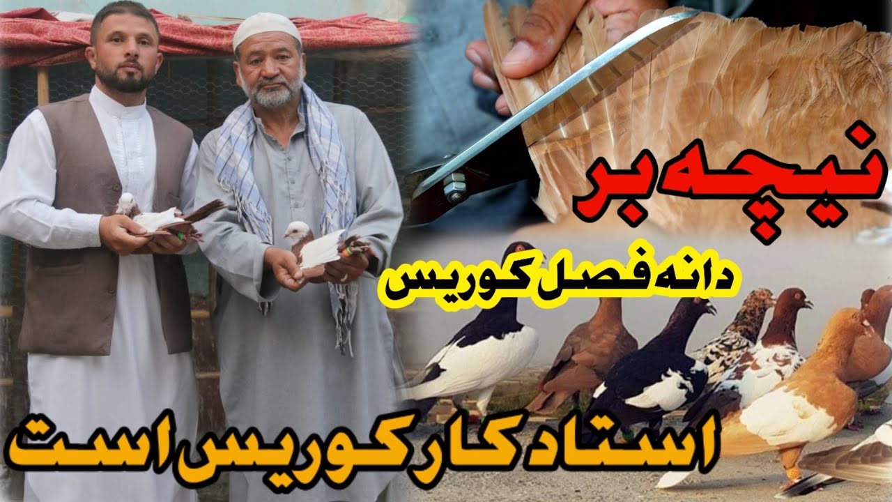 زمان نیچه بر | دانه فصل کوریس کفتر | استاد کار کوریس است