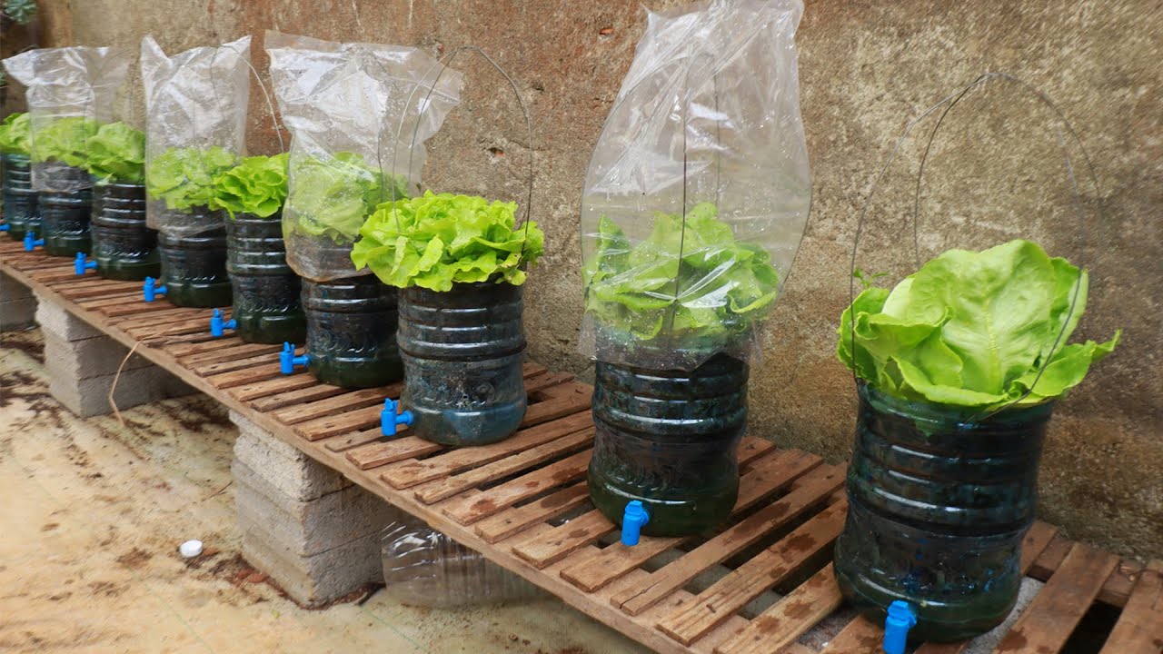 Growing lettuce in a mini greenhouse from plastic bottles