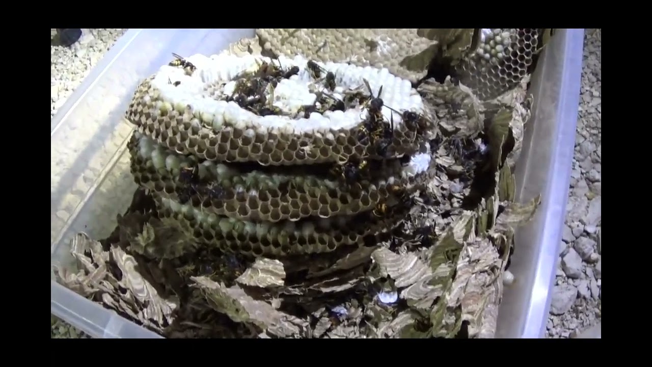 Destruction sans insecticide d'un beau nid de frelons asiatiques à  Bouzot (21 août 2025)