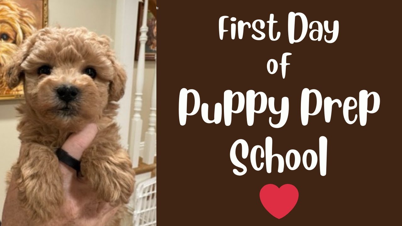 6 Week Old Puppies Start SVCC Puppy Prep School