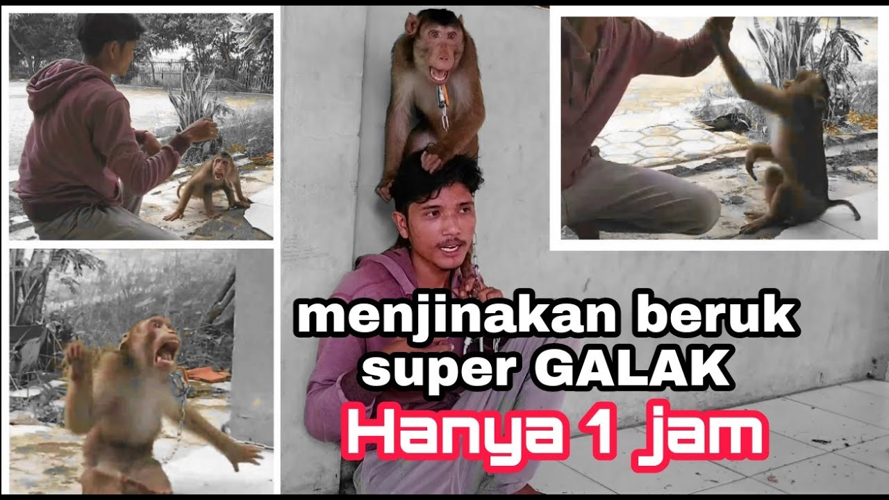 Cara menjinakan beruk yang galak tanpa menyakiti