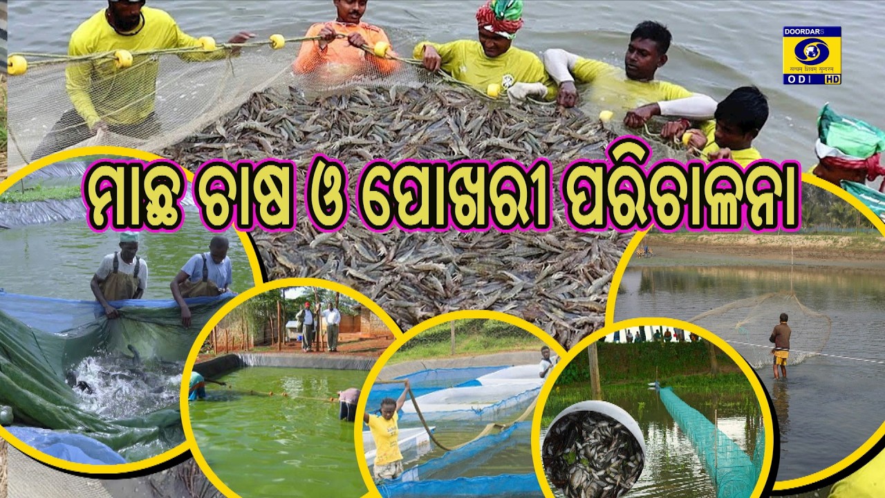Krushi Darshan || Phone in Live || ମାଛ ଚାଷ ଓ ପୋଖରୀ ପରିଚାଳନା