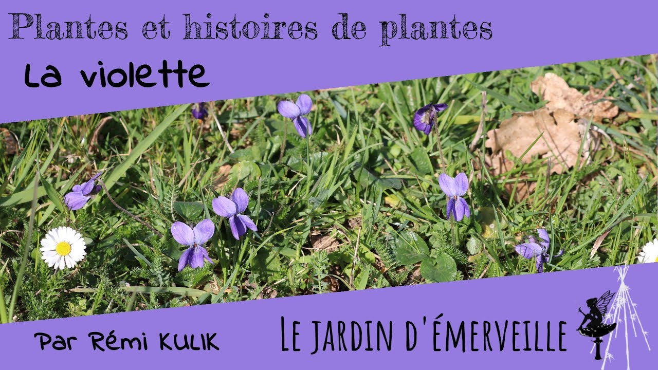 La violette.