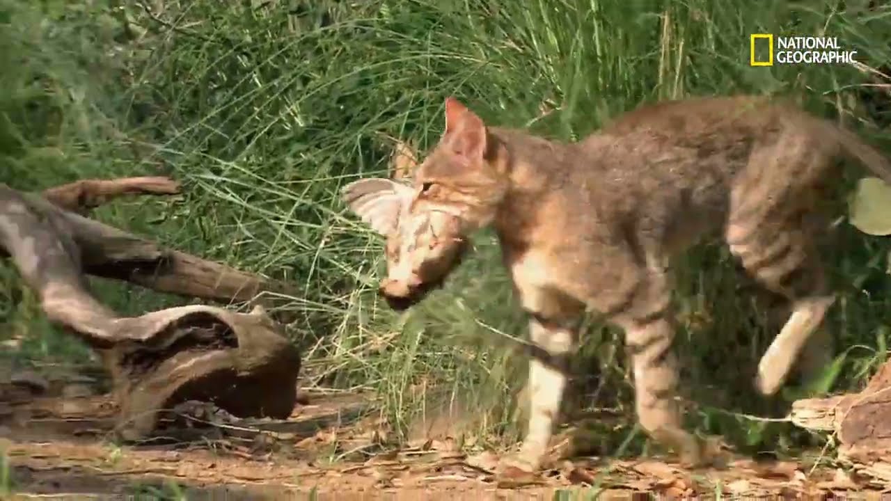 Animais pequenos, por&eacute;m ferozes | Os mais perigosos da &Aacute;frica