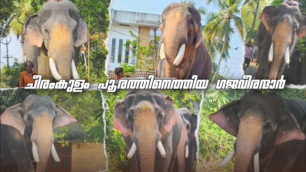 ചീരംകുളം പൂരത്തിനെത്തിയ ഗജവീരന്മാർ 🥰🔥 Keshavan, Rajashekharan, Anandhapathmanaban, Gopalakrishnan