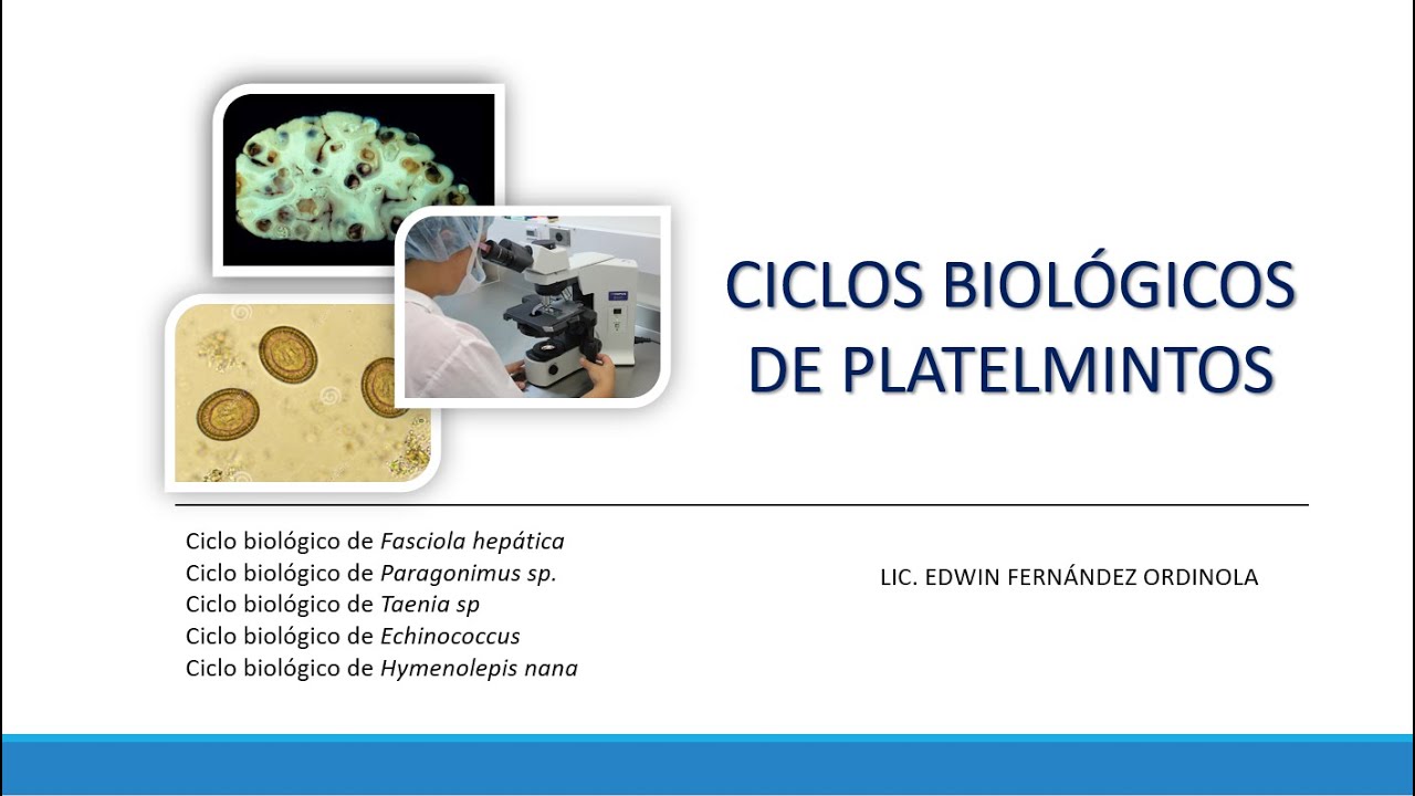 ciclos de platelmintos