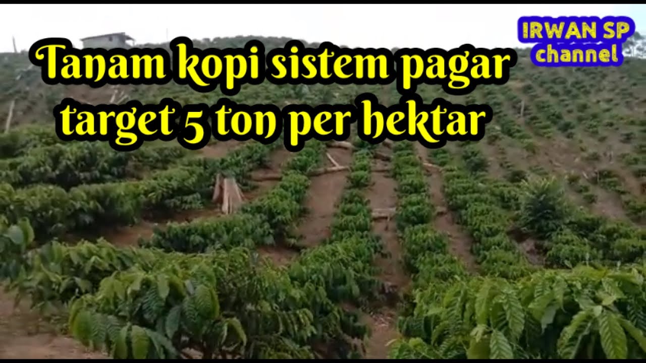 Tanam kopi sistem pagar target 5ton per hektar