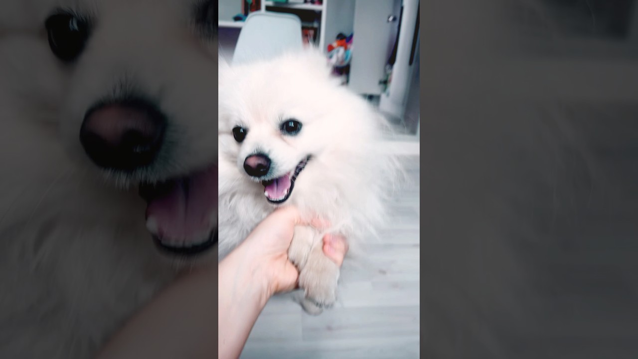 #шпиц #животные
