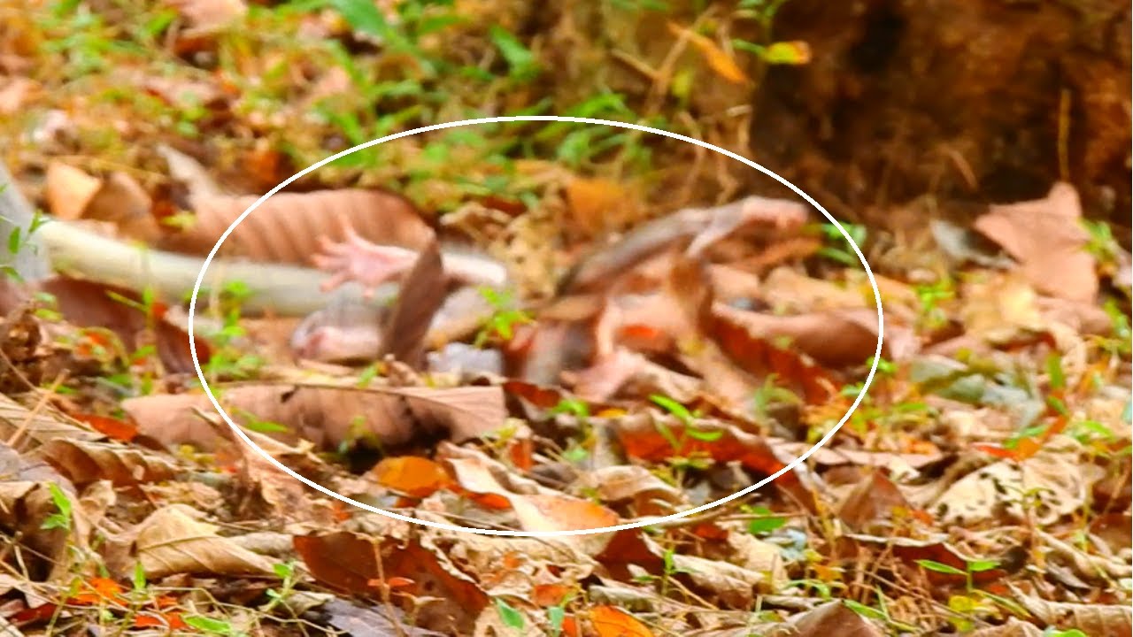 Foster mom Casi abandon poor baby Calvin, New baby Calvin cries tantrums till lose control