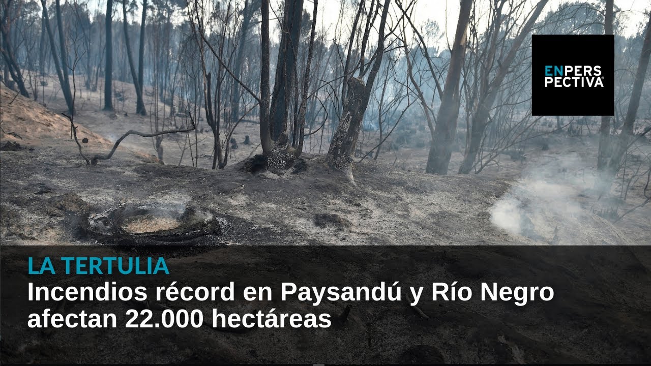 Incendios récord en Paysandú y Río Negro afectan 22.000 hectáreas