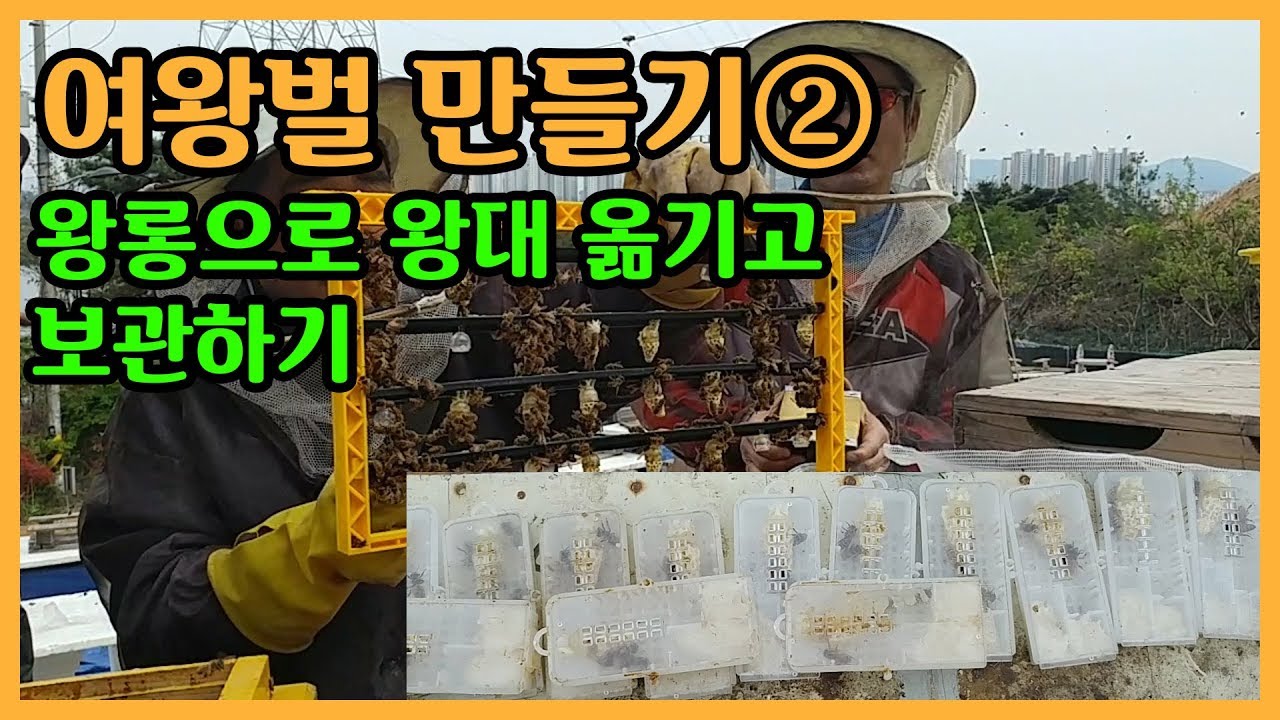 [양봉교육]여왕벌 만드는 방법: (2)왕롱으로 왕대 옮기고 보관하기