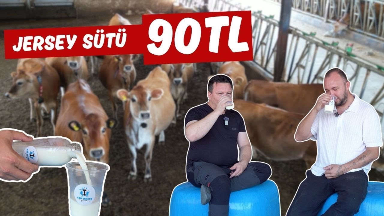 Jersey sütü 90 TL olur mu?
