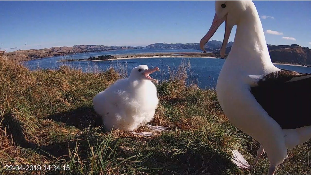 Royal albatross~The big little Girl gets food~