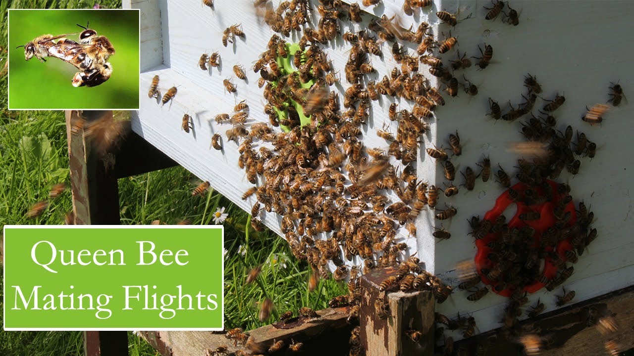 Beekeeping, Queen on Mating Flights.