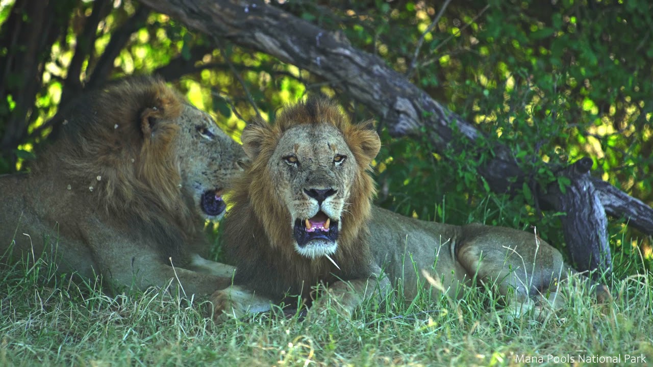 Zimbabwe's Official Destination Video 2021