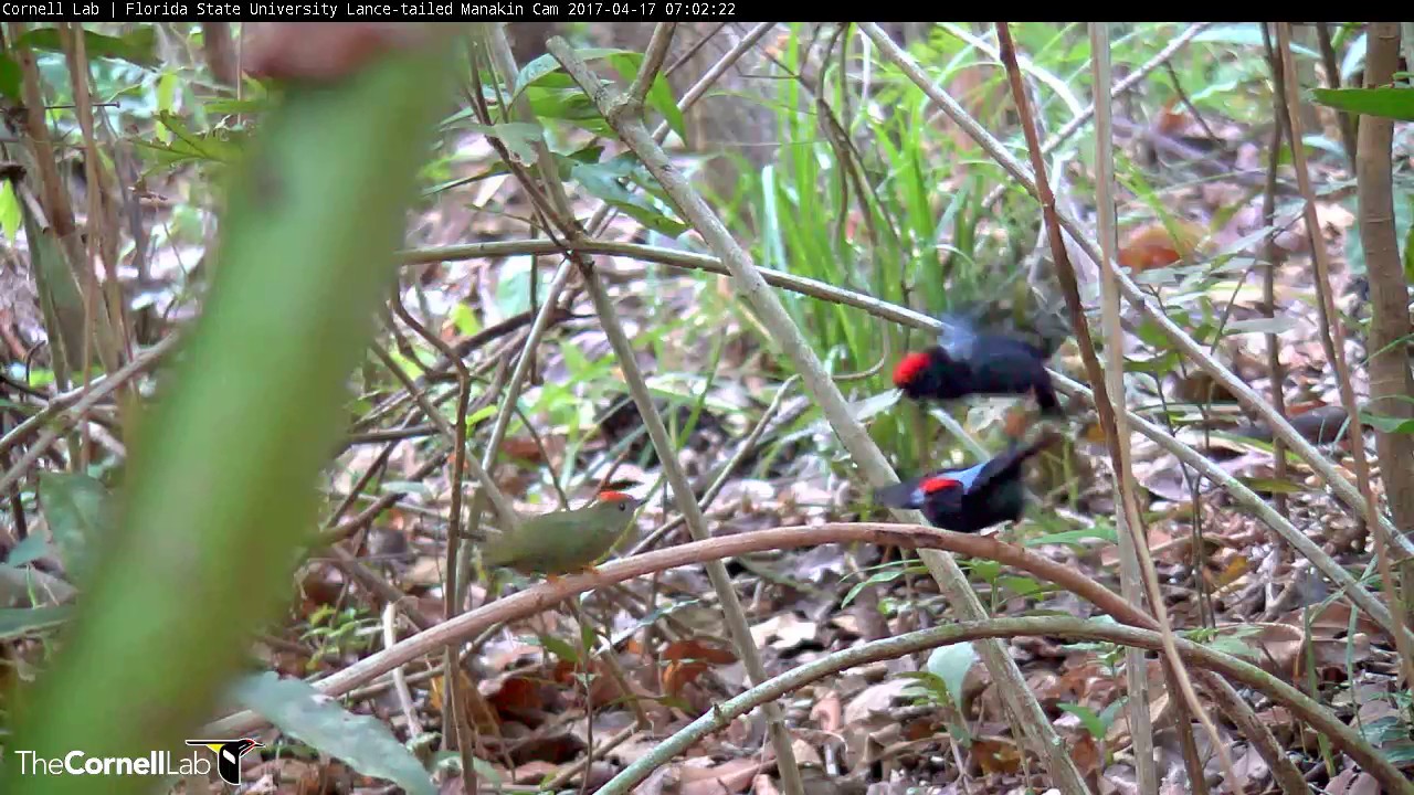 Long Display for Red-capped Female on the Lance-tailed Manakin Cam, April 17, 2017