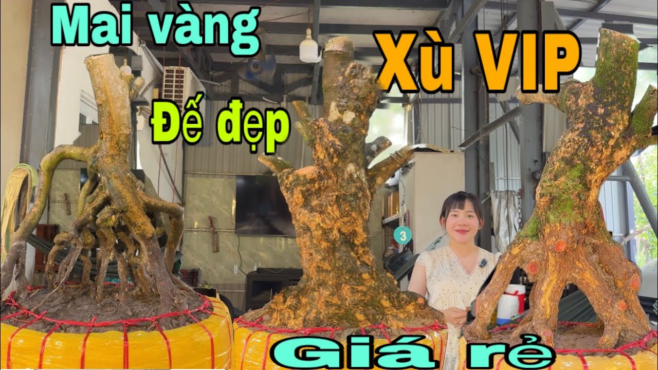 Mai vàng đế đẹp xù VIP giá rẻ ngày 13/12/2025 Xuân 077600017