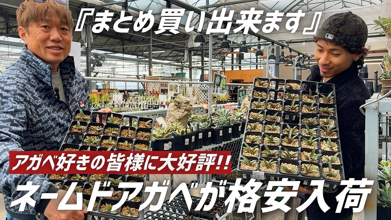 【超品出】有名なnamedのアガベもなんと◯◯◯円で販売します!!