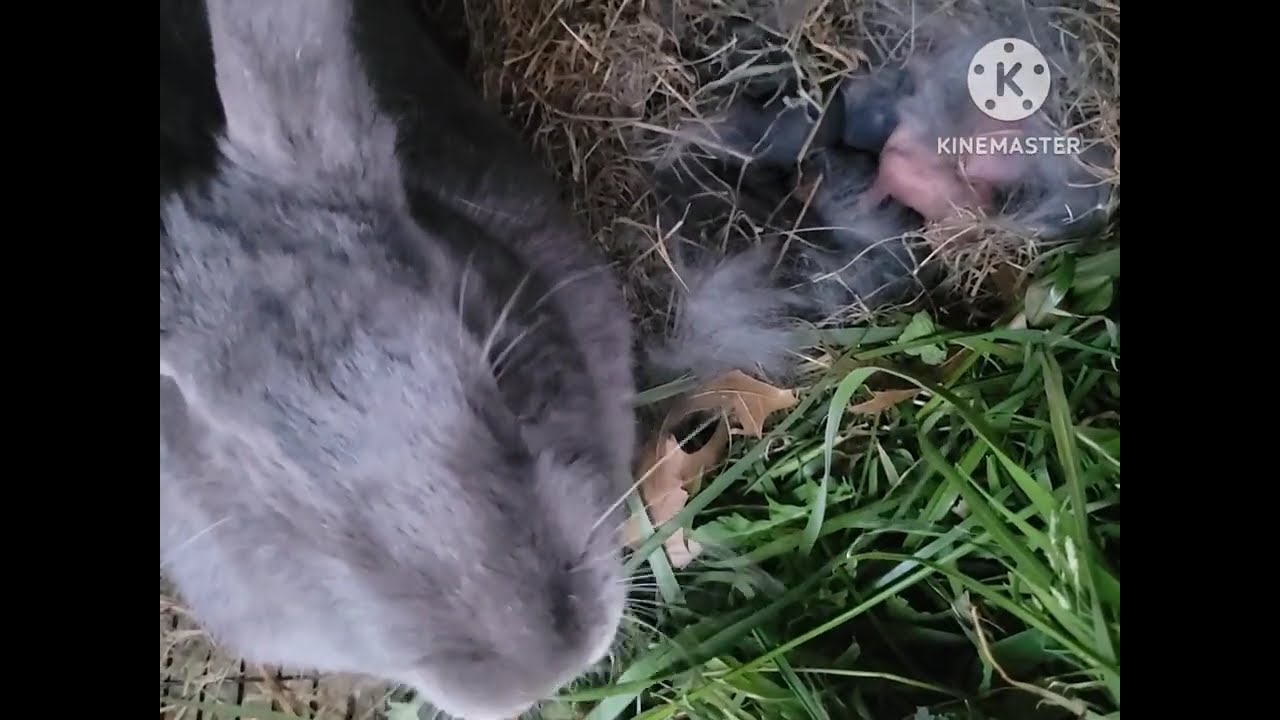 Our rabbit have babies .@Vivi Mon Vlogs 