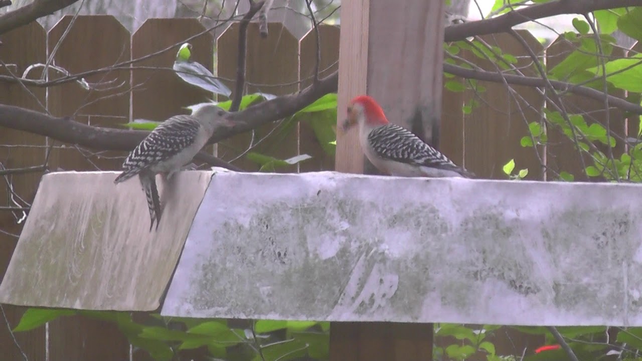 Red bellied Woodpecker Feeding Chicks