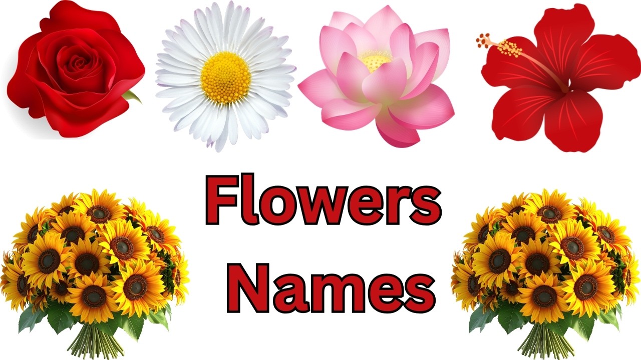 Flowers Names | Flowers Names in English | Butiful Flowers names for kids | Kidi Kutti