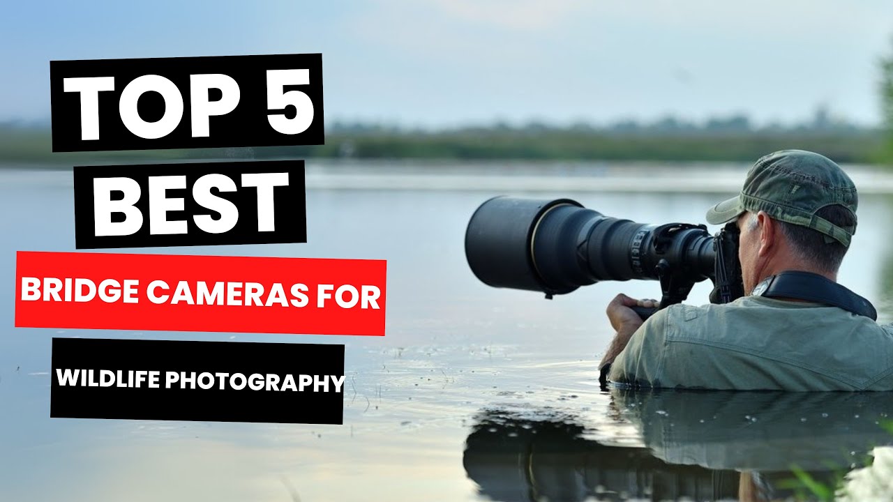 Best Bridge Camera for Wildlife Photography 2025 - (Watch Before You Purchase)