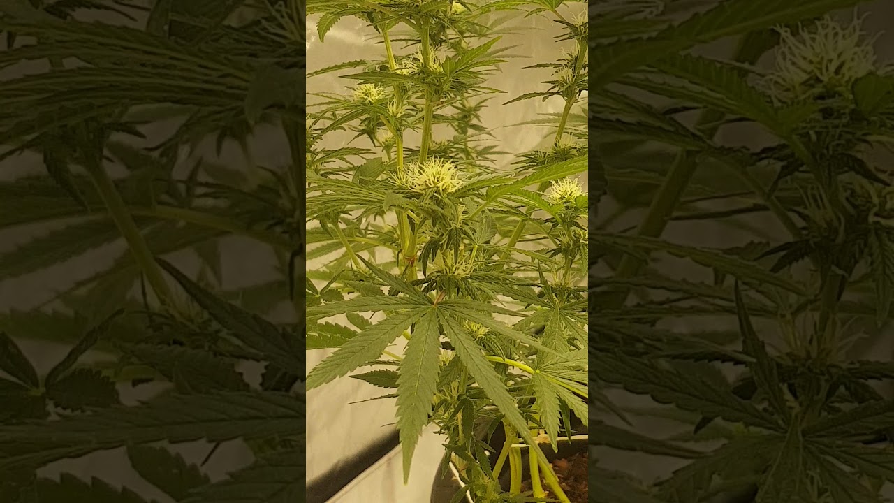 critical mass week 2 of flower