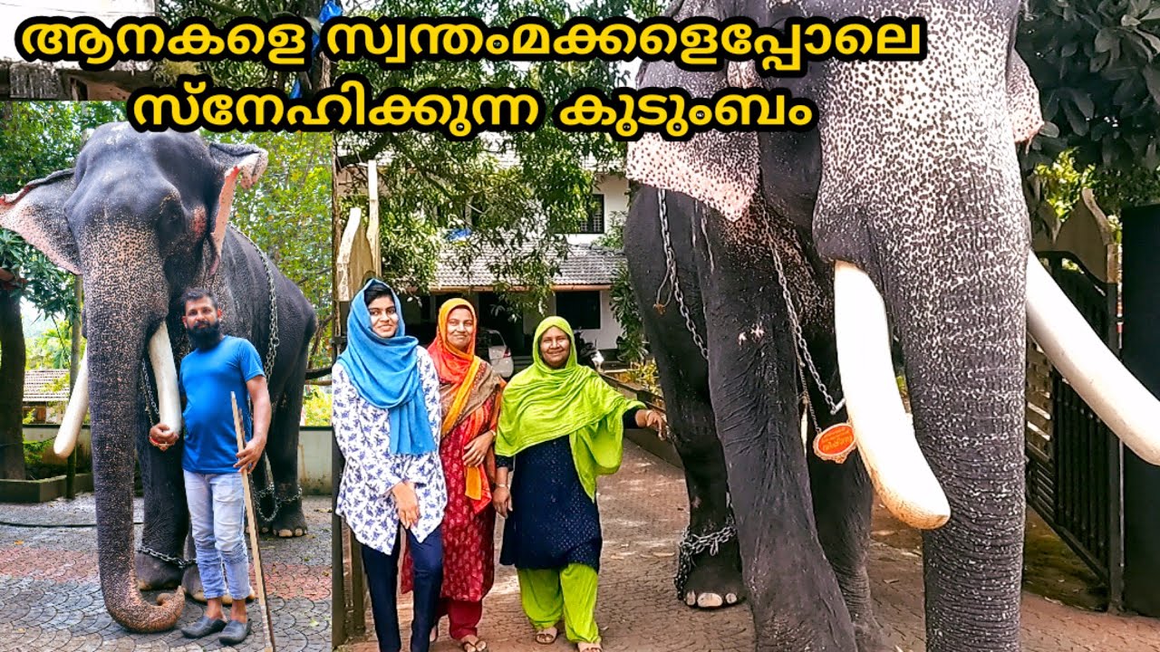 ആനകളെ സ്വന്തംമക്കളെപ്പോലെ സ്നേഹിക്കുന്ന കൊളക്കാടൻ കുടുംബം Kerala Elephant Kolakkadan Vishnu