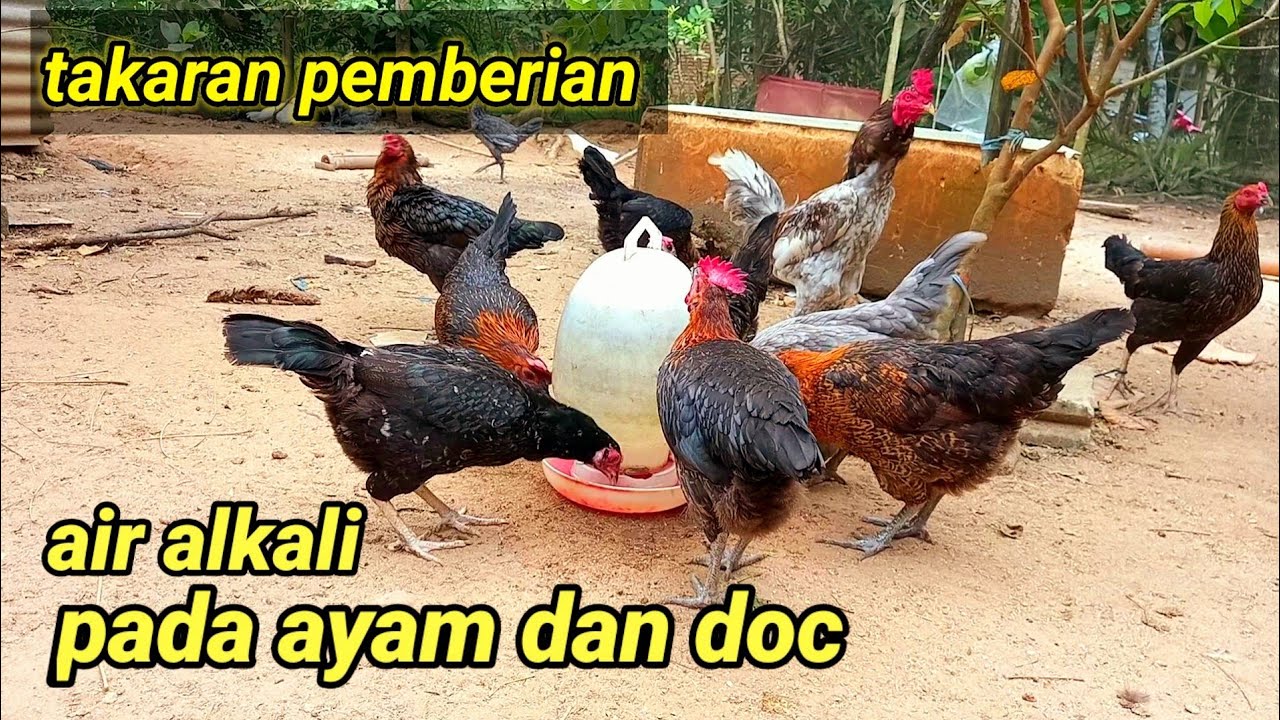 takaran pemberian air alkali pada ayam, @KreatifTV