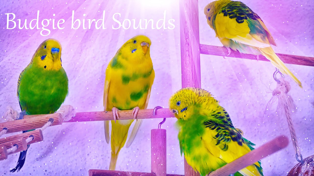 Budgie Bird sounds