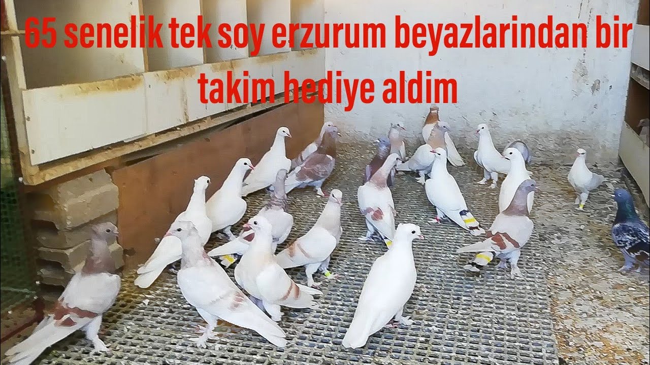 65 senelik kirilmamis erzurum beyazi güvercini hediye aldim.Hemsehrime teşekkür ederim.