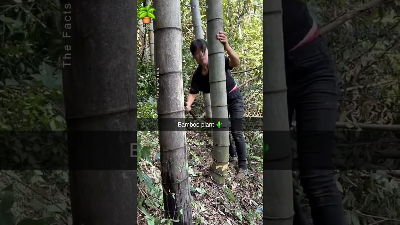 #bamboo