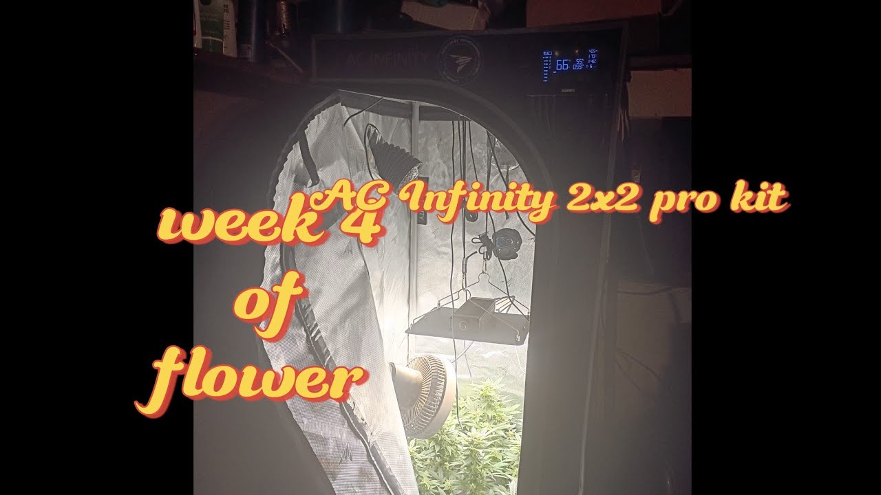 Beginners grow guide seed to harvest journey week 4 flower