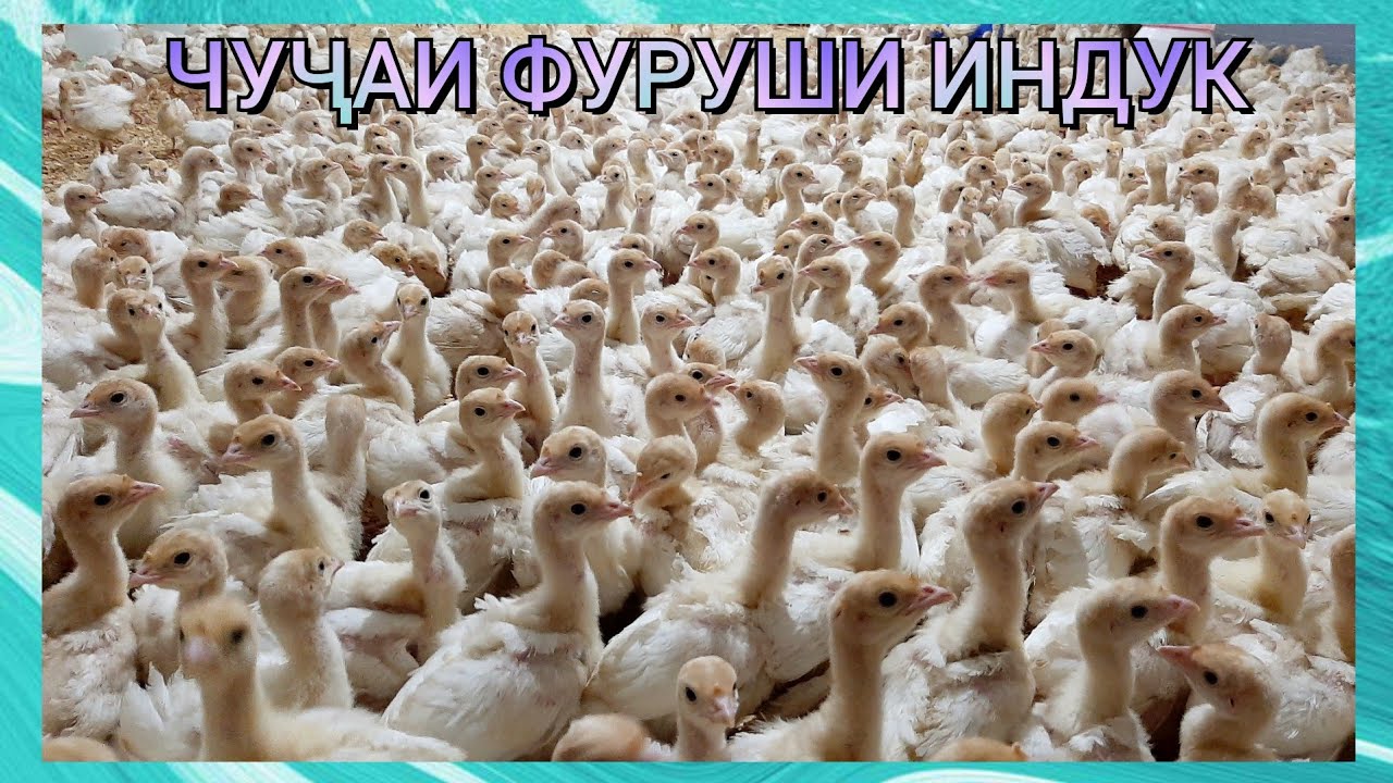 ФЕРМА ИНДУК