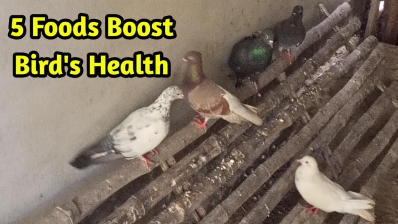 Top 5 Healthy Foods to Feed Your Backyard Pigeon Boost Your Bird's Health!